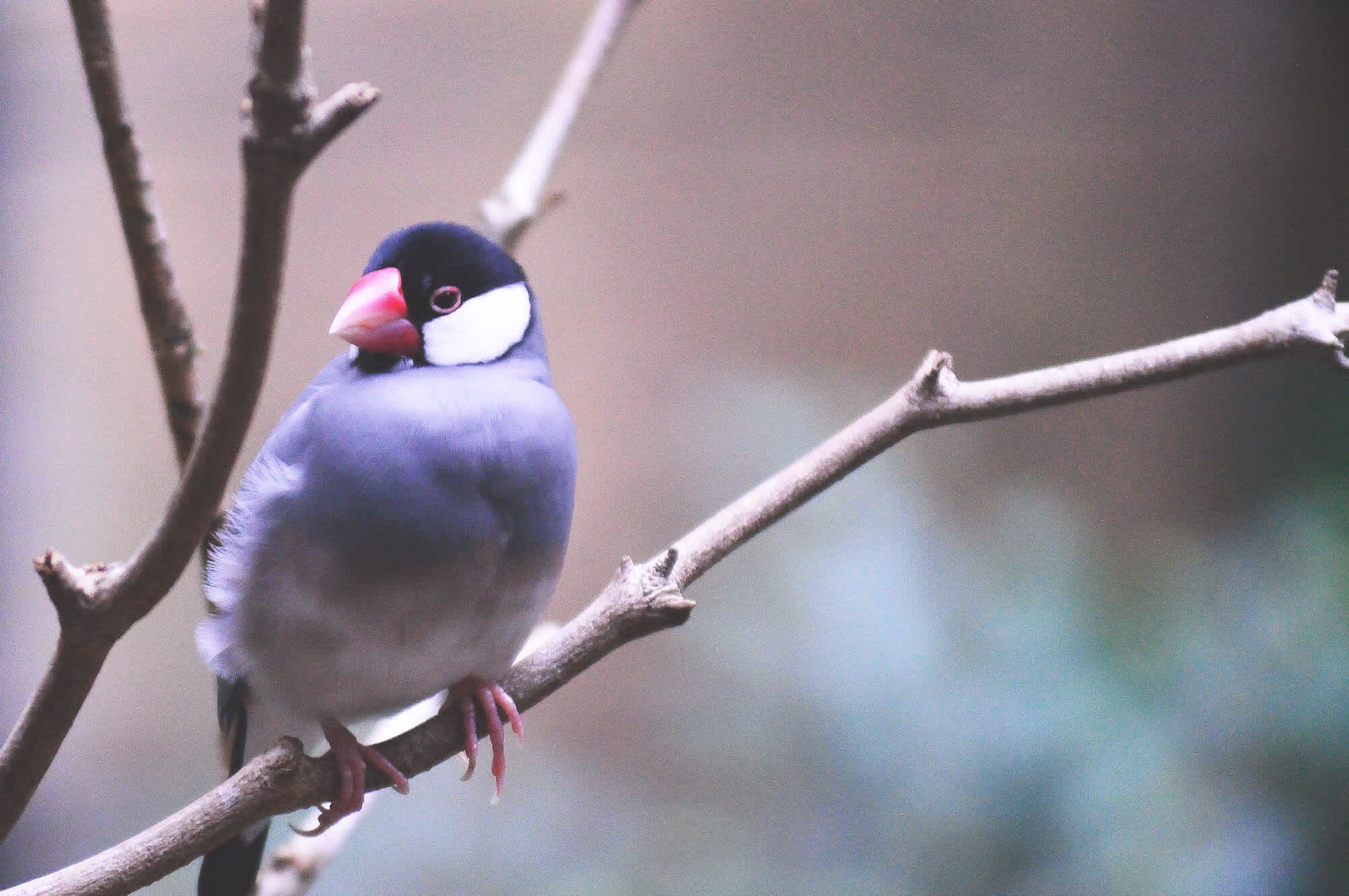 文鳥の飼育に太陽光は必要？ UVBライトとは？