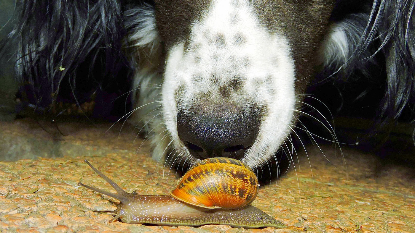 カタツムリと犬の画像