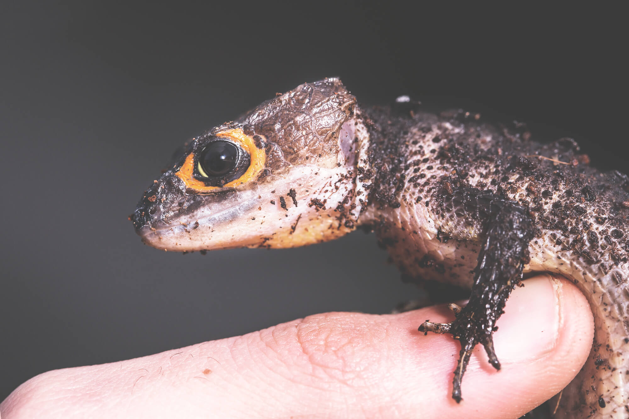 まるでドラゴン アカメカブトトカゲの飼い方 ペトラ