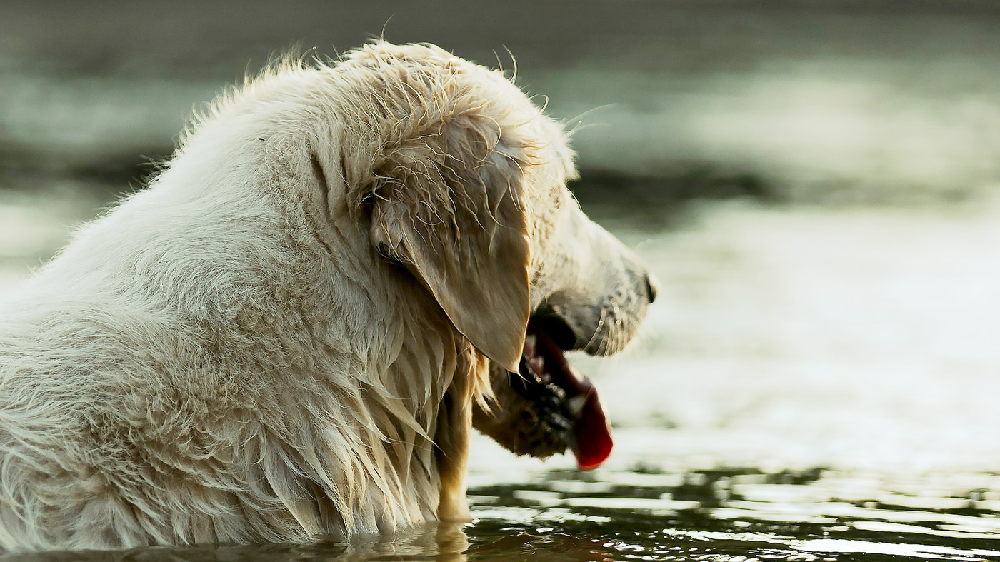 水に思いを馳せる大型犬の画像