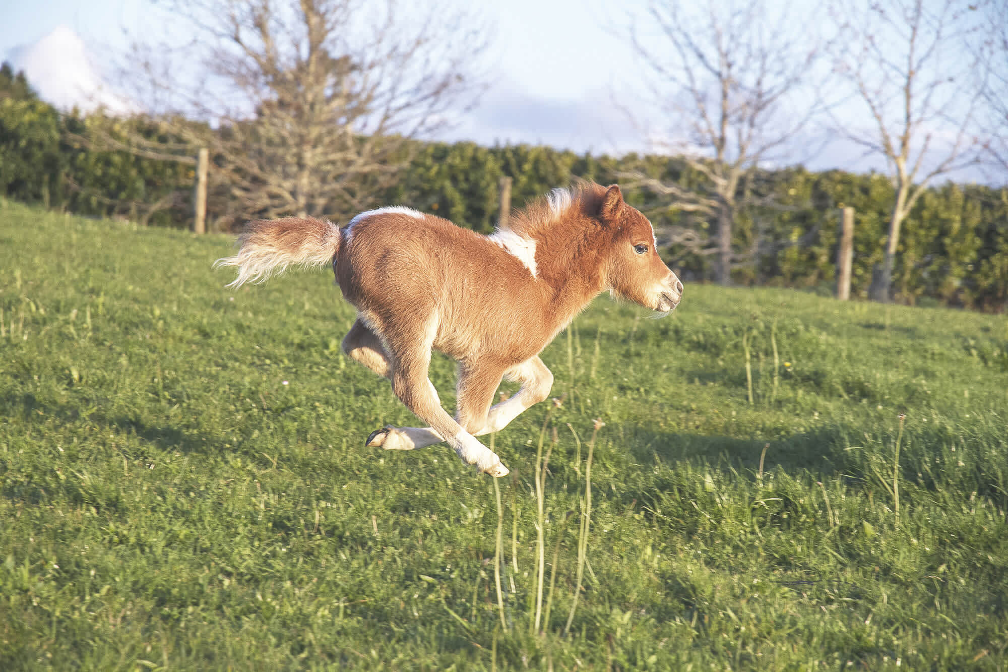 おうちで飼える馬 超小型のミニチュアホース ファラベラ ペトラ