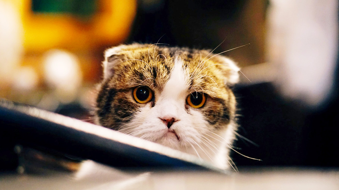 見つめてくる猫の画像