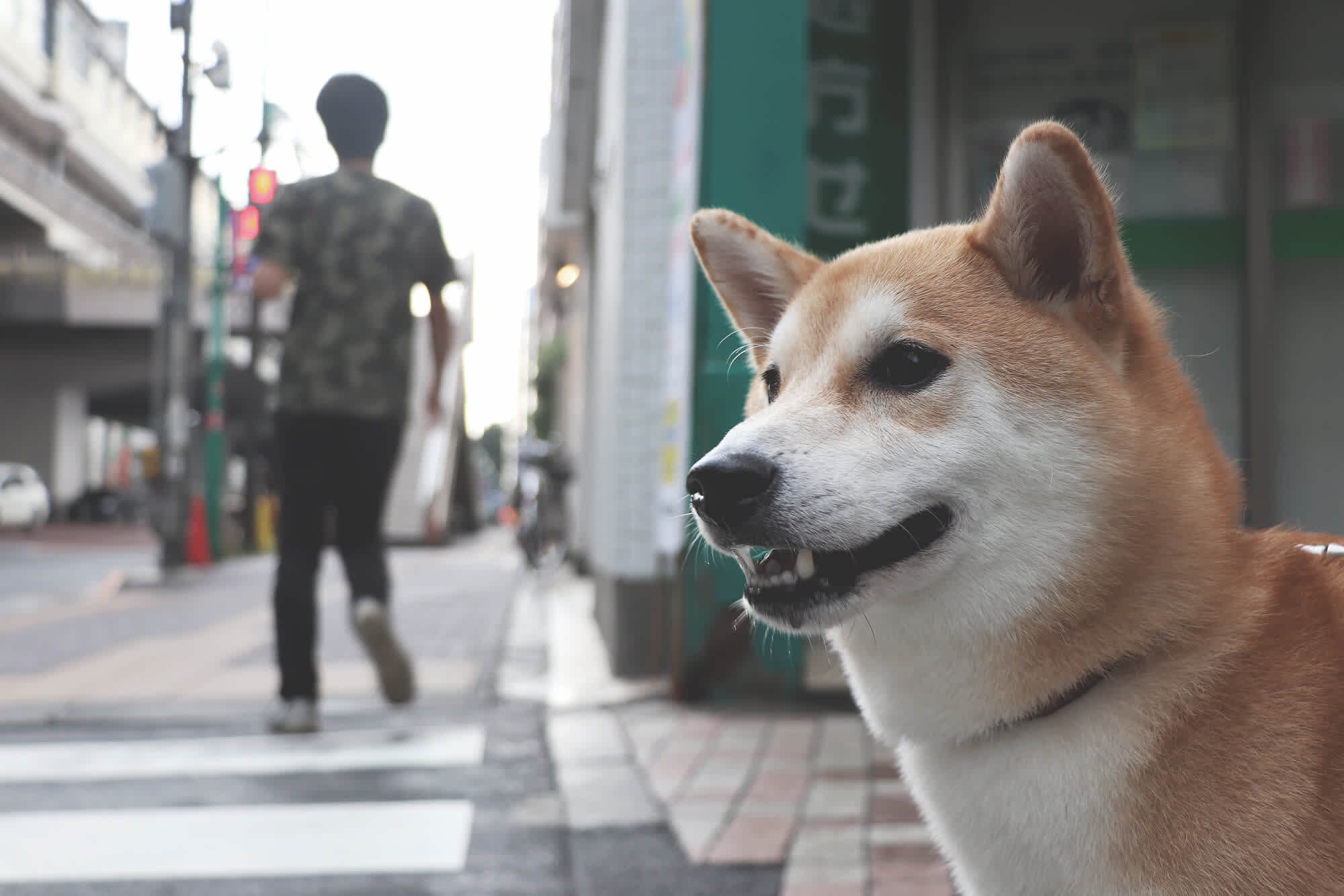 柴犬に種類？ 5種類の柴犬とその特徴は？