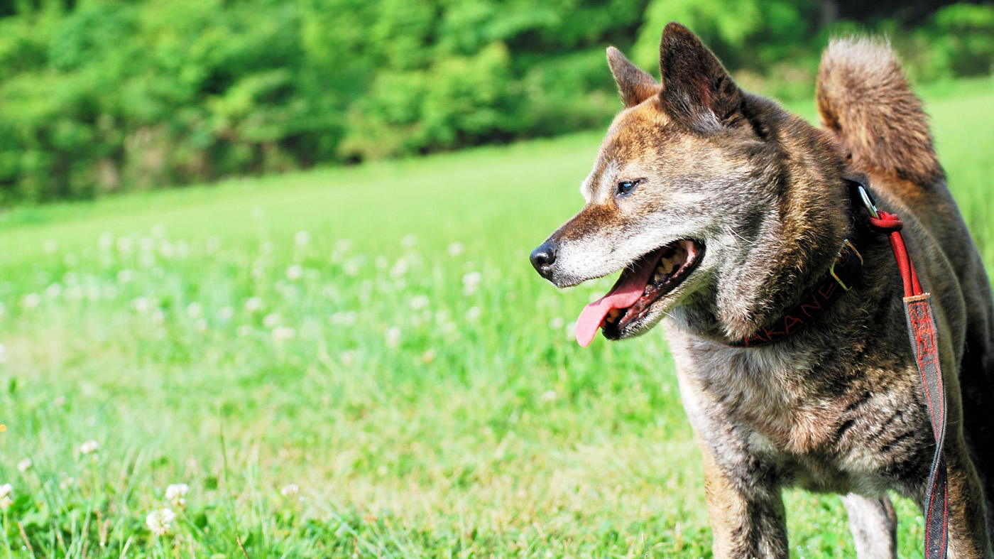 散歩中の甲斐犬の横顔の画像