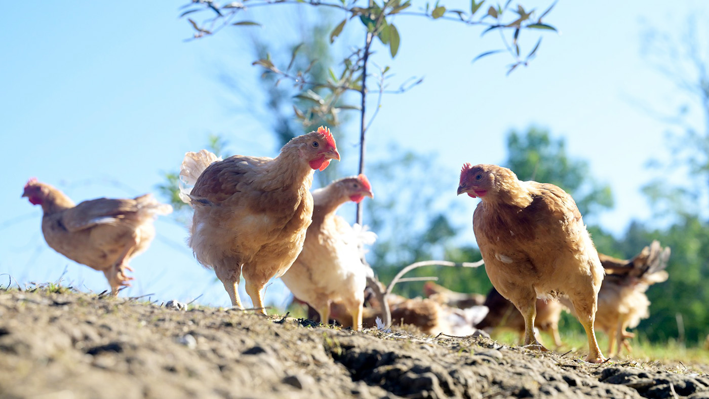 自由に歩き回る平飼いのニワトリの画像