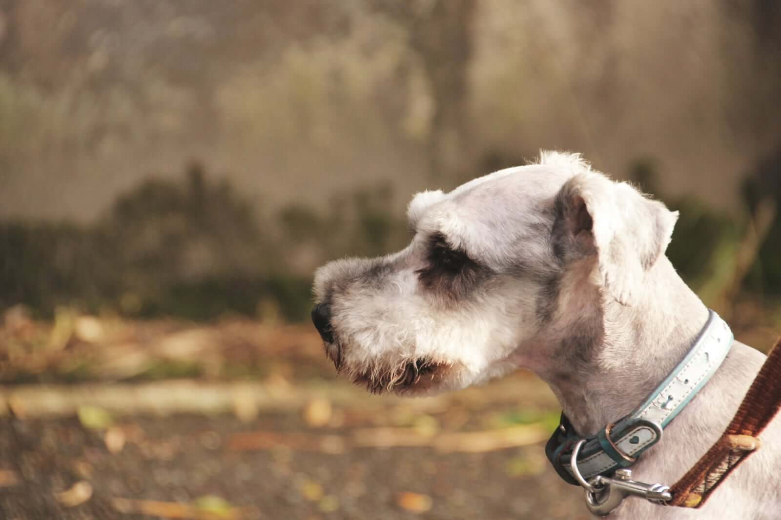 わんわん物語 実写 犬種 実写版 わんわん物語 最新予告編には あの 有名なシーン も