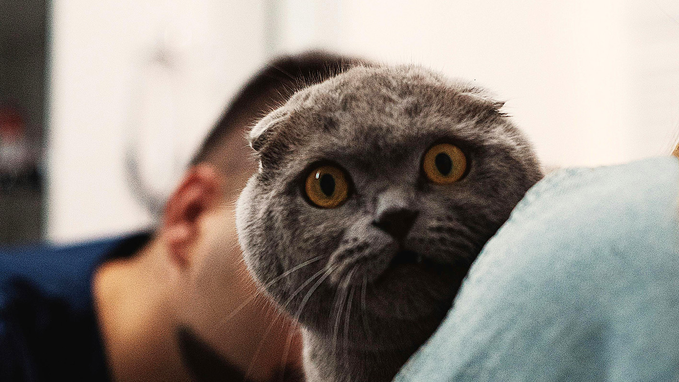 動物病院で目を丸くするスコティッシュフォールドの画像