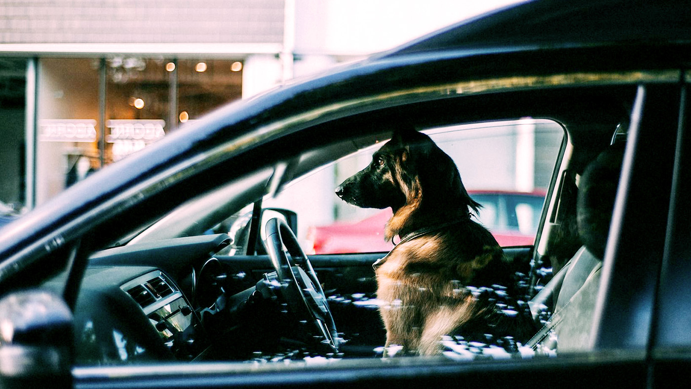車内の愛犬の画像