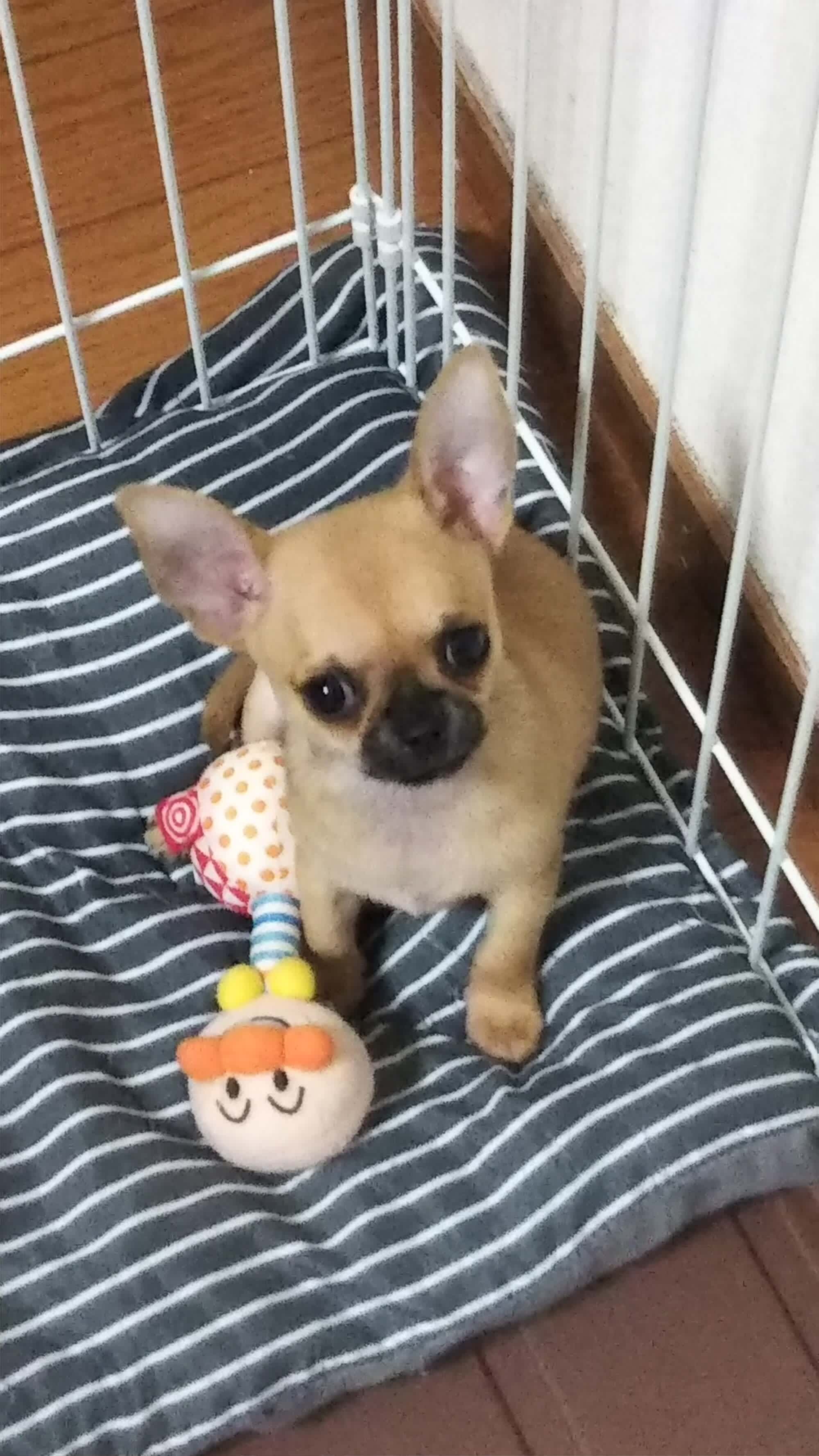 渋谷駅近くの愛犬と入れるおしゃれドッグカフェ4選 ペトラ 渋谷駅近くの愛犬と入れるおしゃれドッグカフェ4選 ペトラ