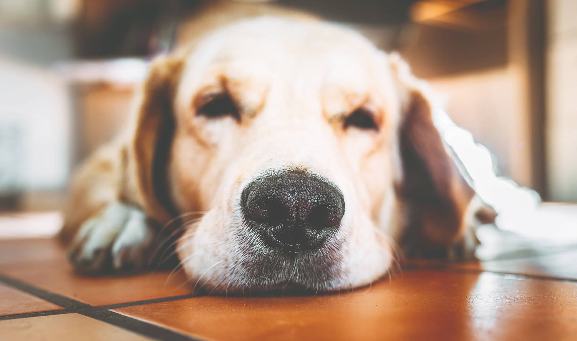 愛犬が突然の鼻血 原因とチェックするべきこと ペトラ
