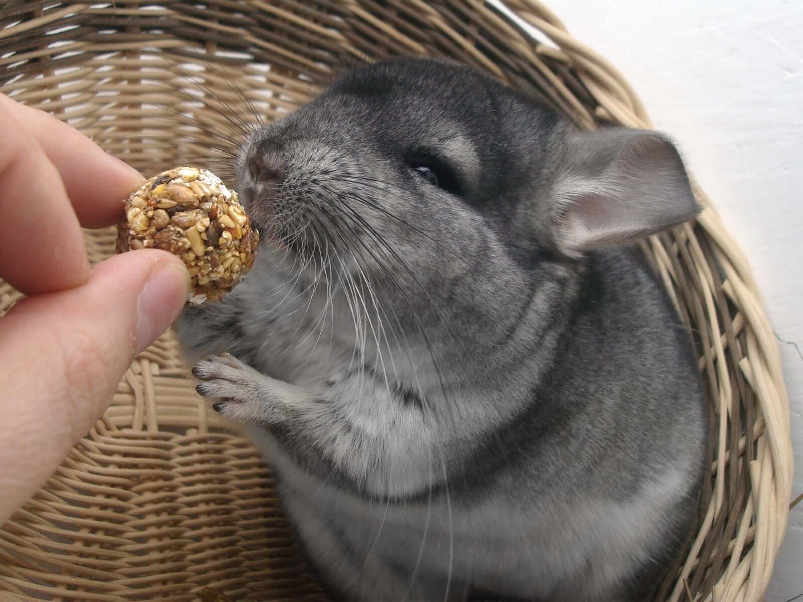 手からエサを食べるチンチラ