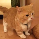 まいるんちのプロフィール画像