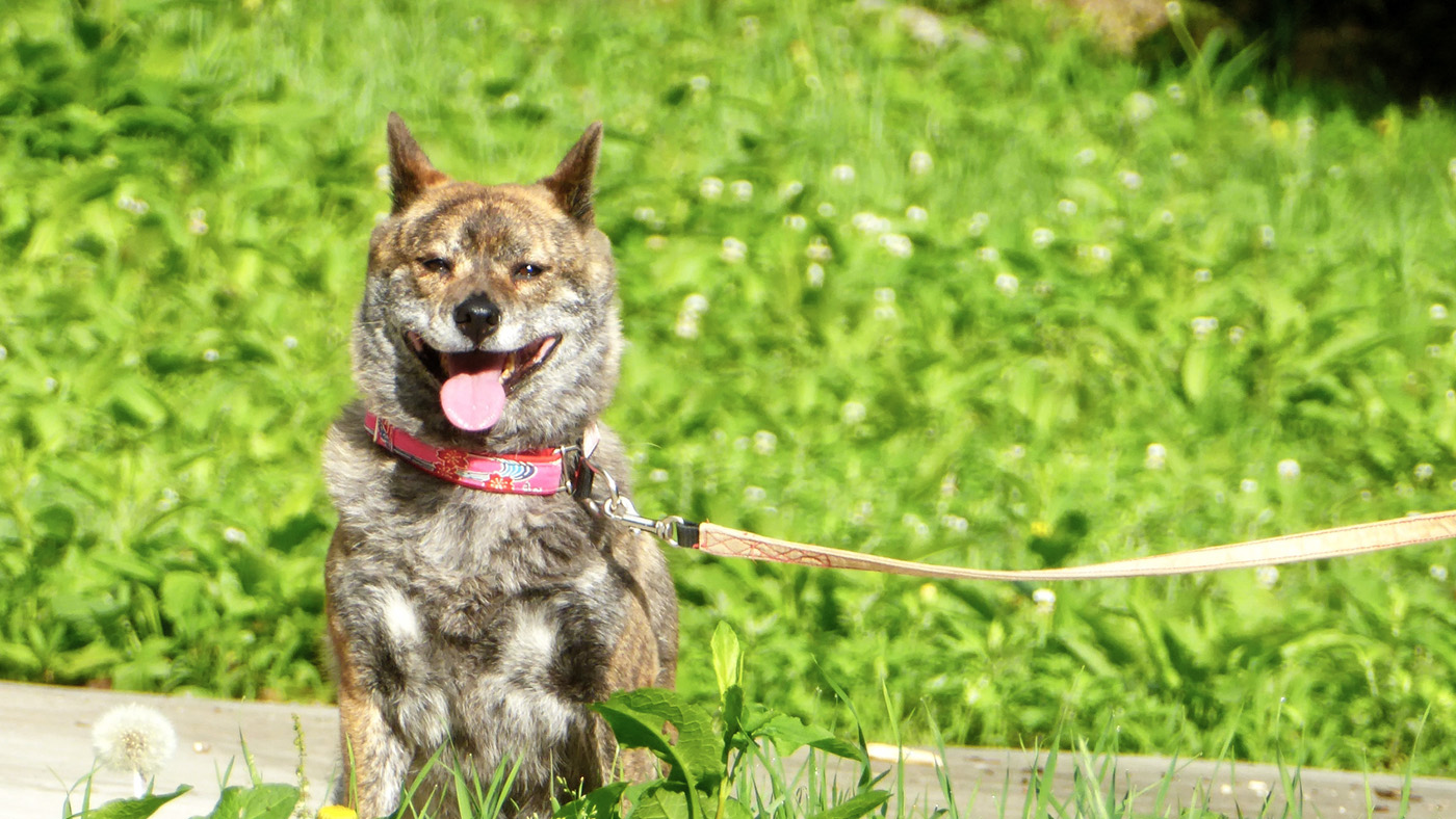 おすわりする甲斐犬