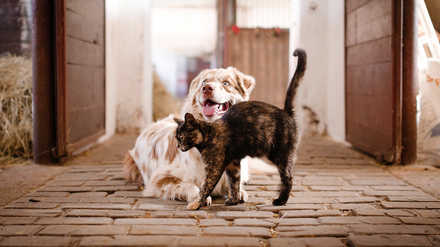 犬と猫の画像