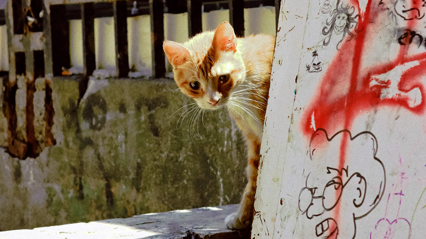 看板の陰から覗く野良猫の画像