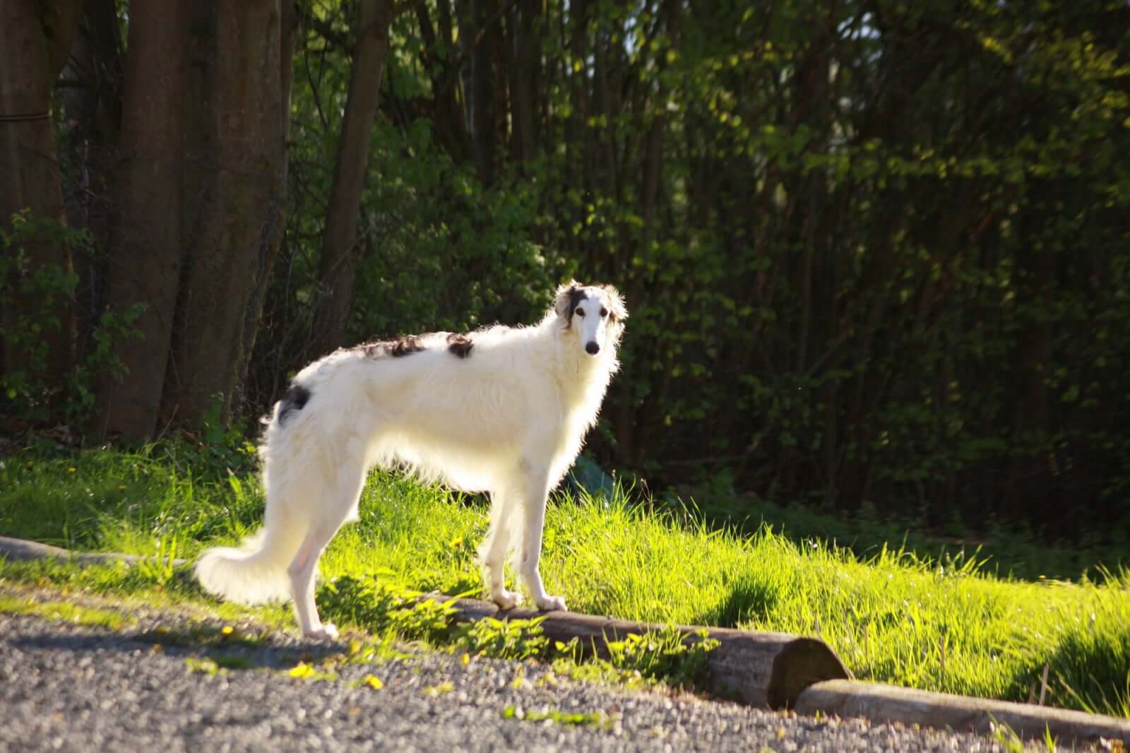 日本で人気の大型犬ベスト10 その魅力と飼育の心得 ペトラ