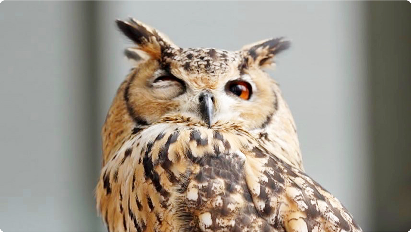 ウインクするベンガルワシミミズクのガルー