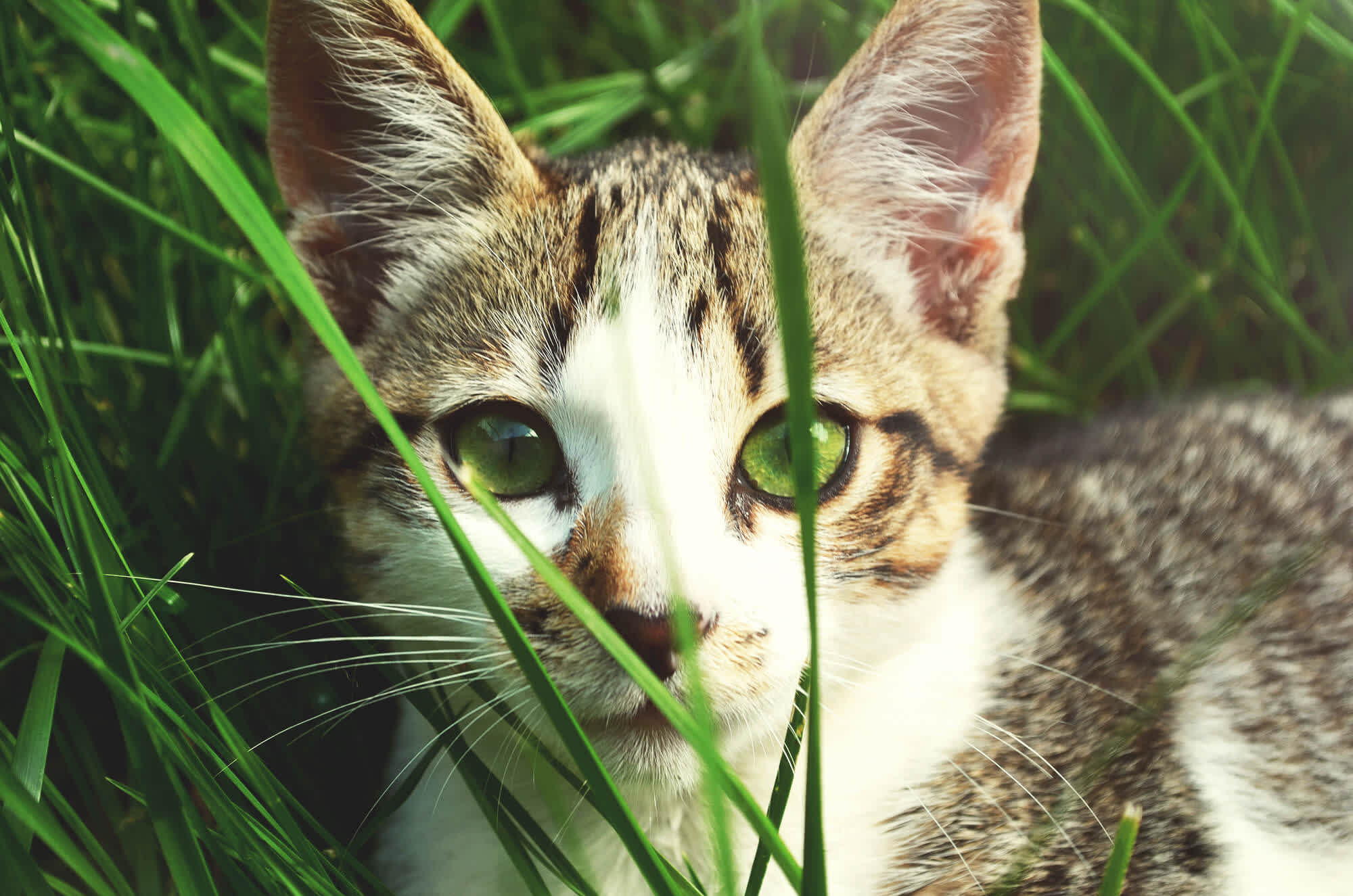 肉食の猫が猫草を食べるのはなぜ？ 意外と知らない猫草の正体と効果