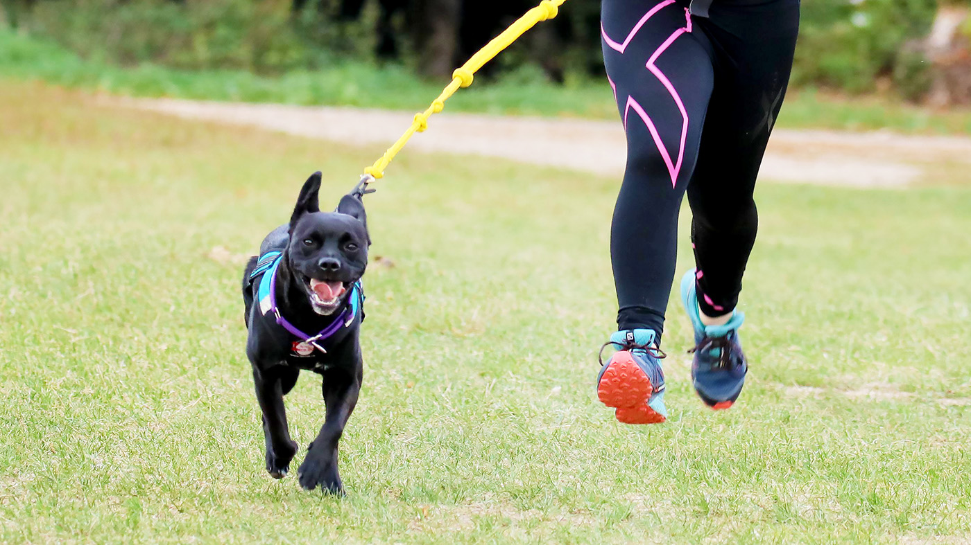 カニクロスを楽しむ黒い犬と飼い主の画像