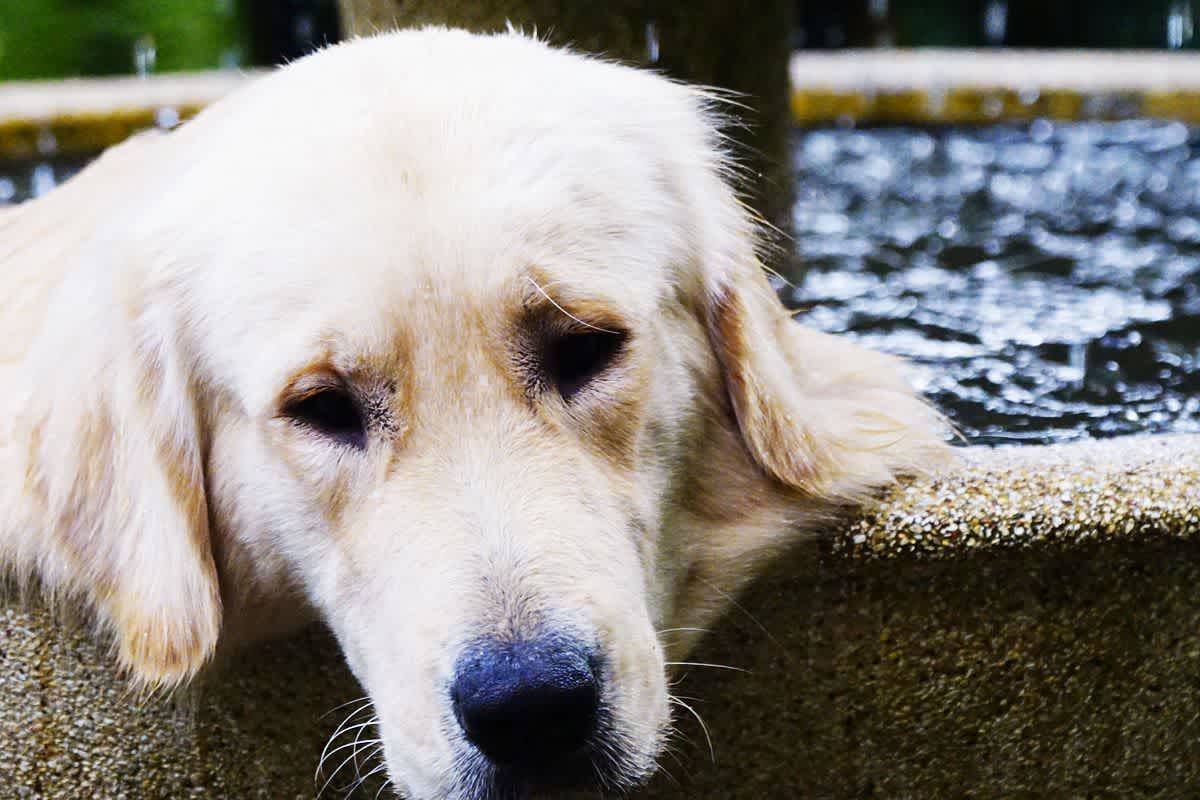 夏の水分補給は重要 犬の夏バテ対策 ペトラ