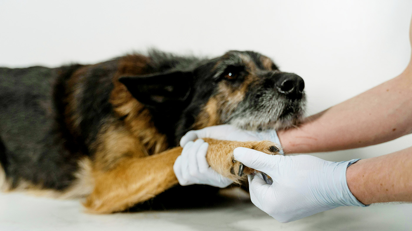 動物病院で触診される犬の画像