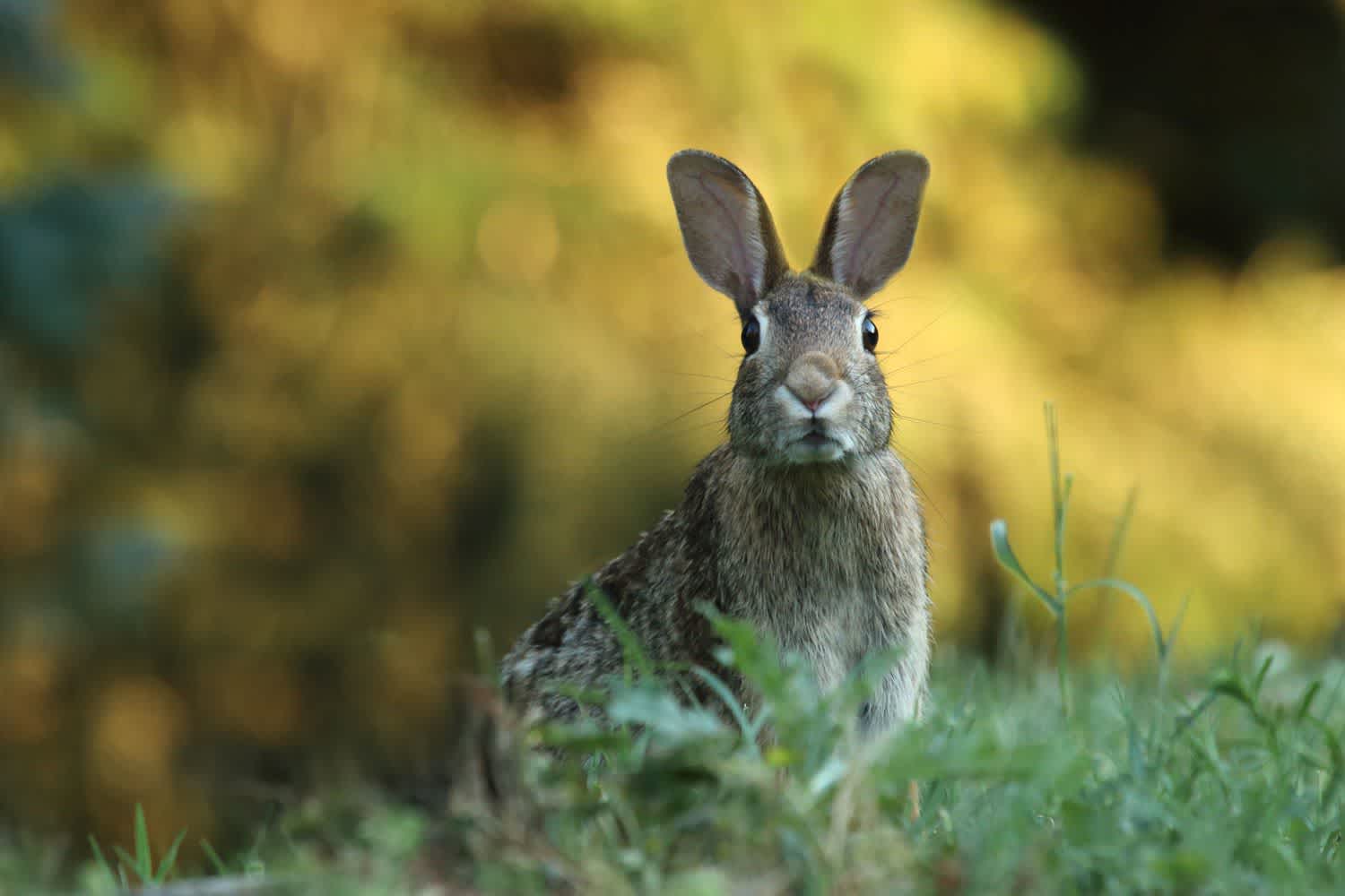 飼う前に知っておくべき うさぎ の生態 ペトラ