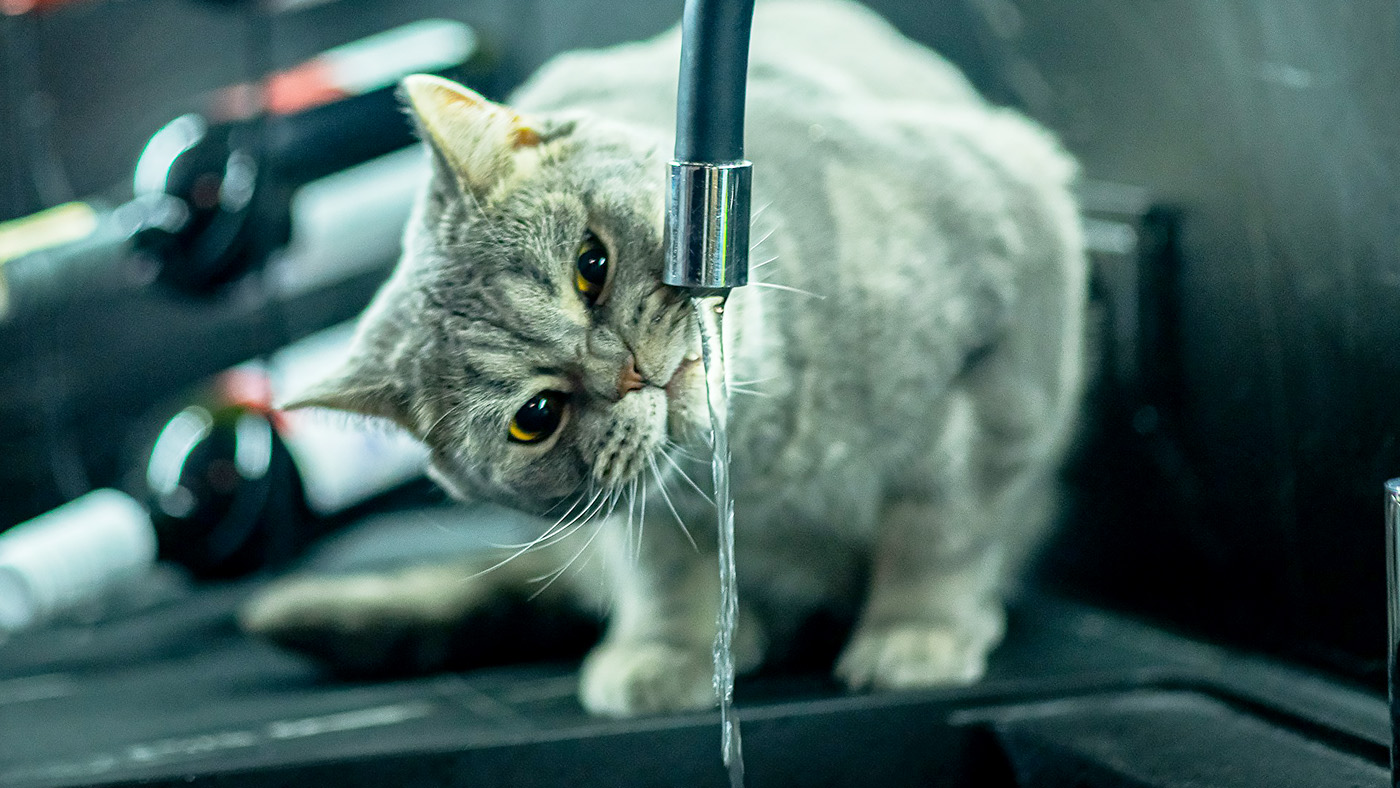 蛇口から水を飲む猫の画像