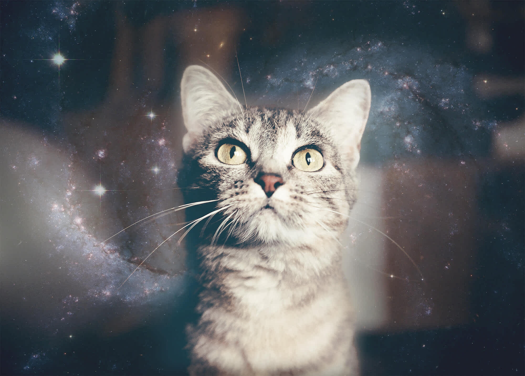 猫の正体は宇宙人？ インターネットの噂