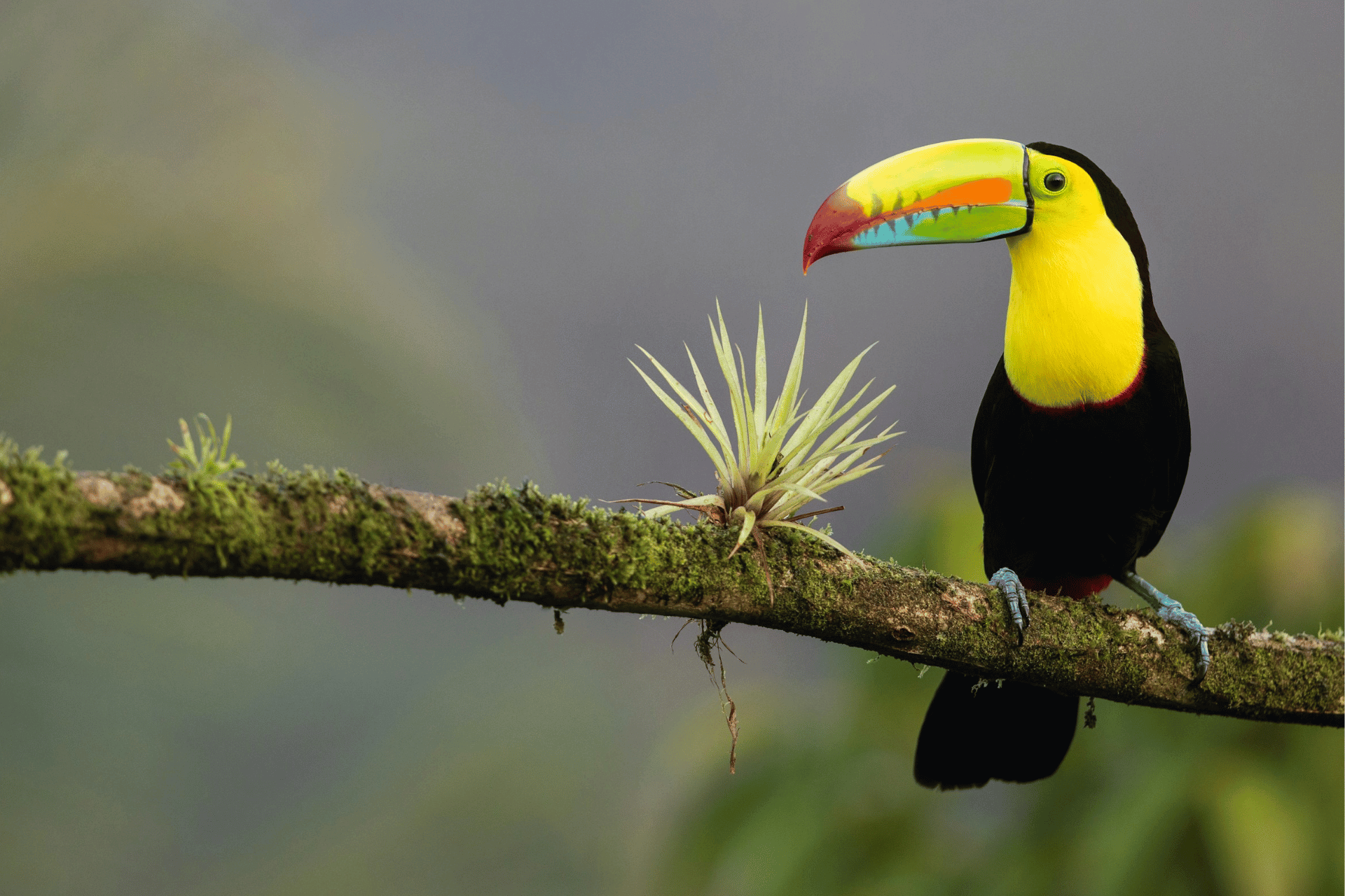 Costa-Rica