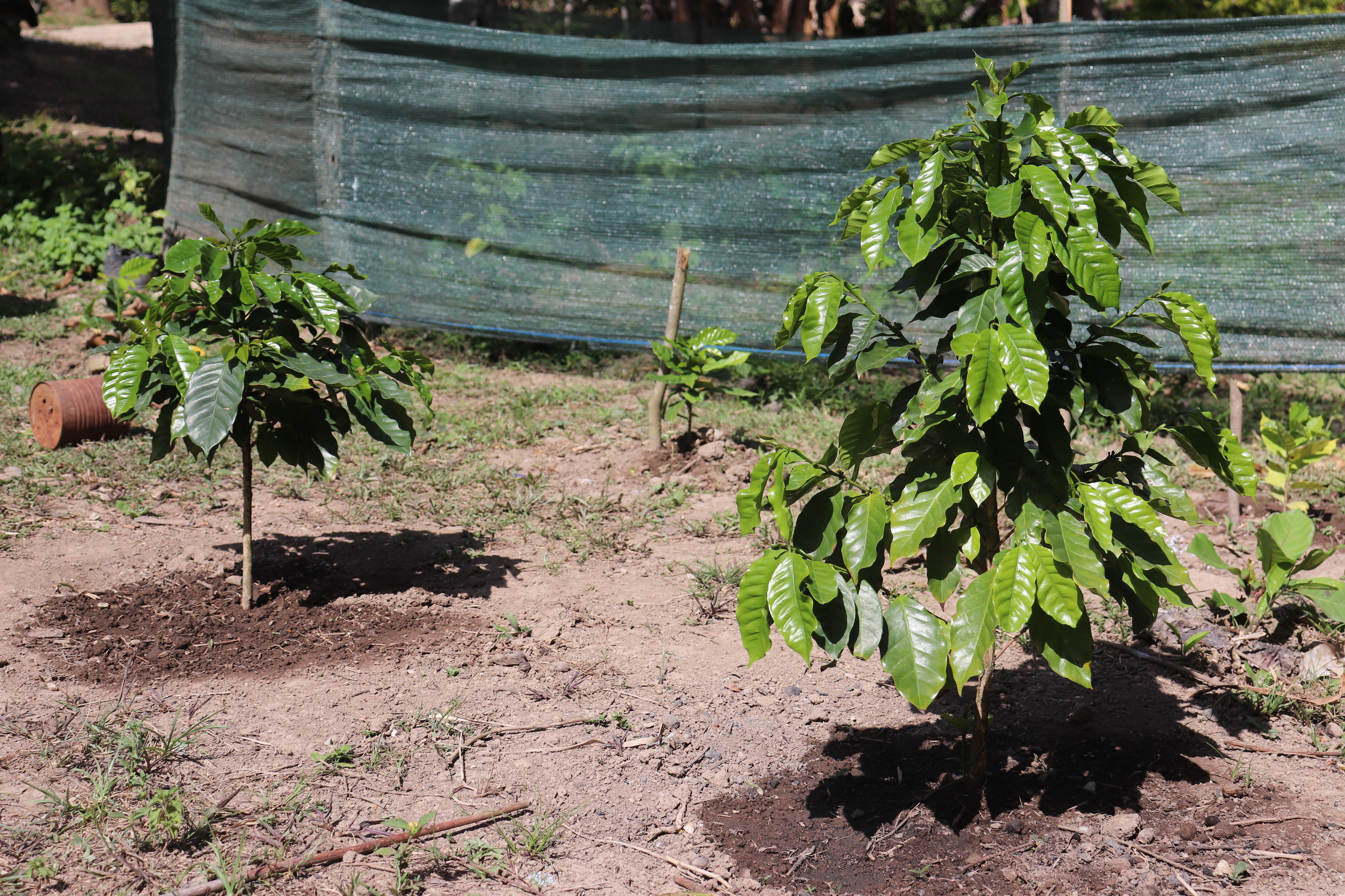 Agricultura Familiar