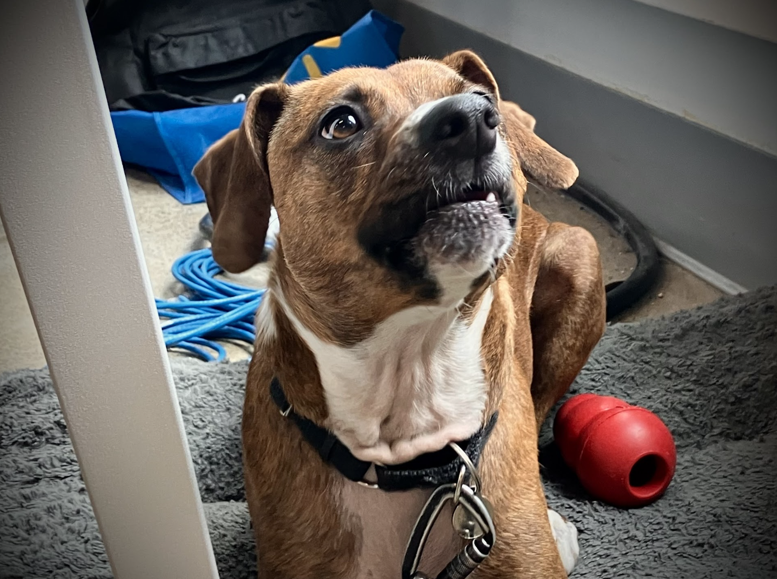 Image of a brown and white dog looking up lying under a desk.