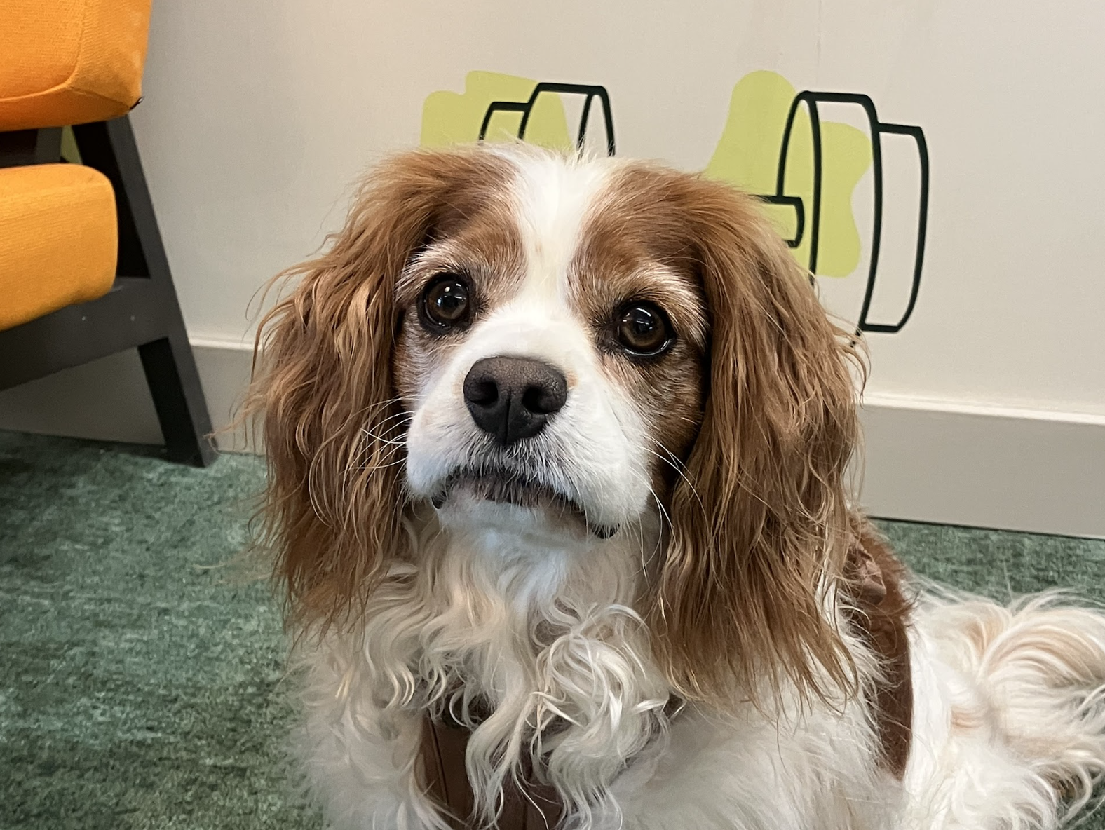 Red cavalier king charles spaniel dog looking at camera. 