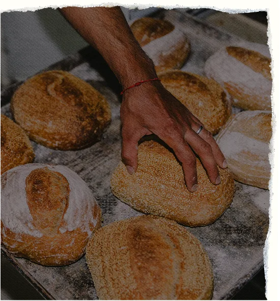 A baker’s hand over loaves of bread on a tray, with torn paper edges