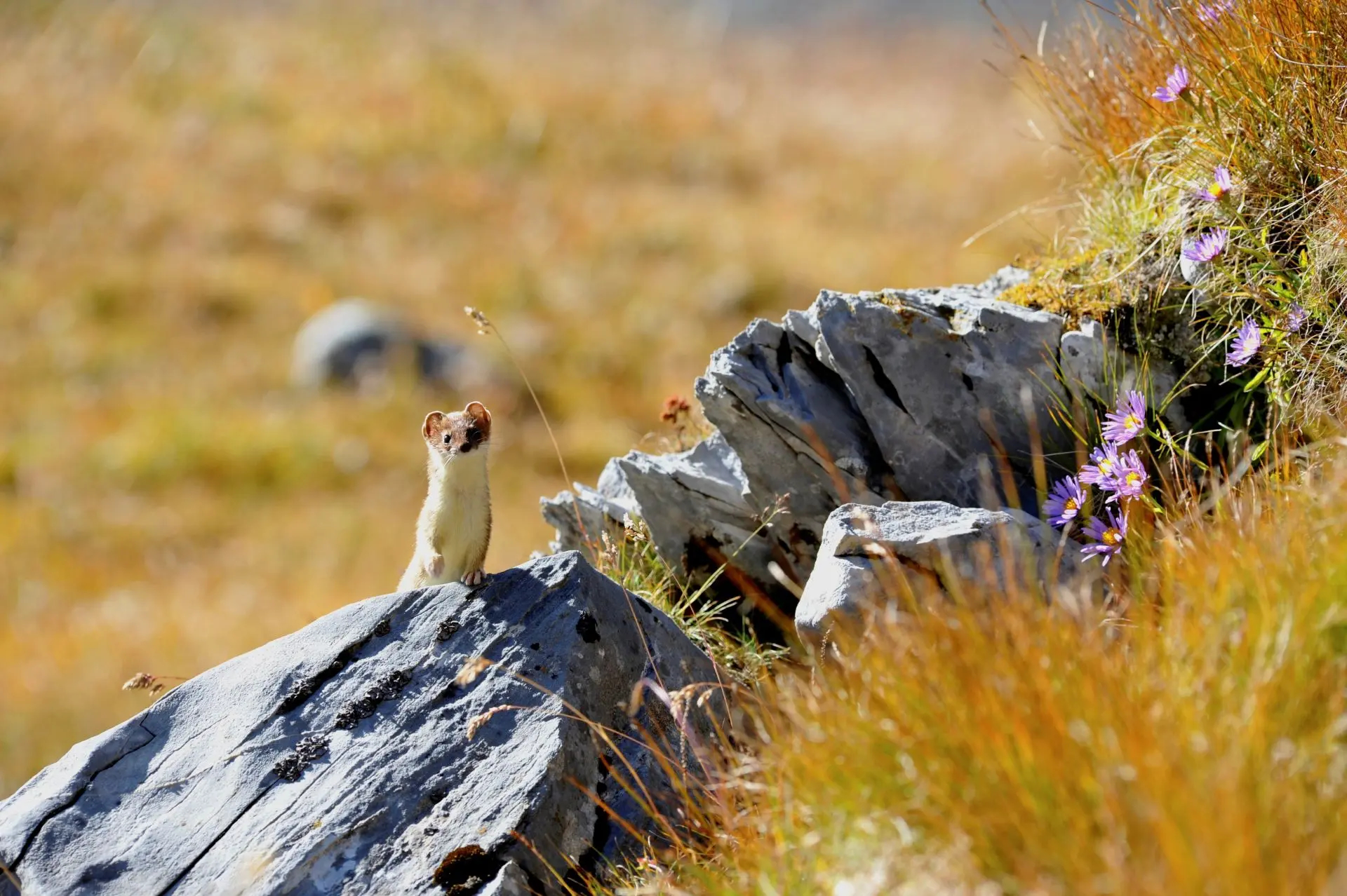 Hermine-©Pierrot Descotes-Office-de-Tourisme-de-Pralognan-la-Vanoise Hermine-©Pierrot Descotes-Office-de-Tourisme-de-Pralognan-la-Vanoise