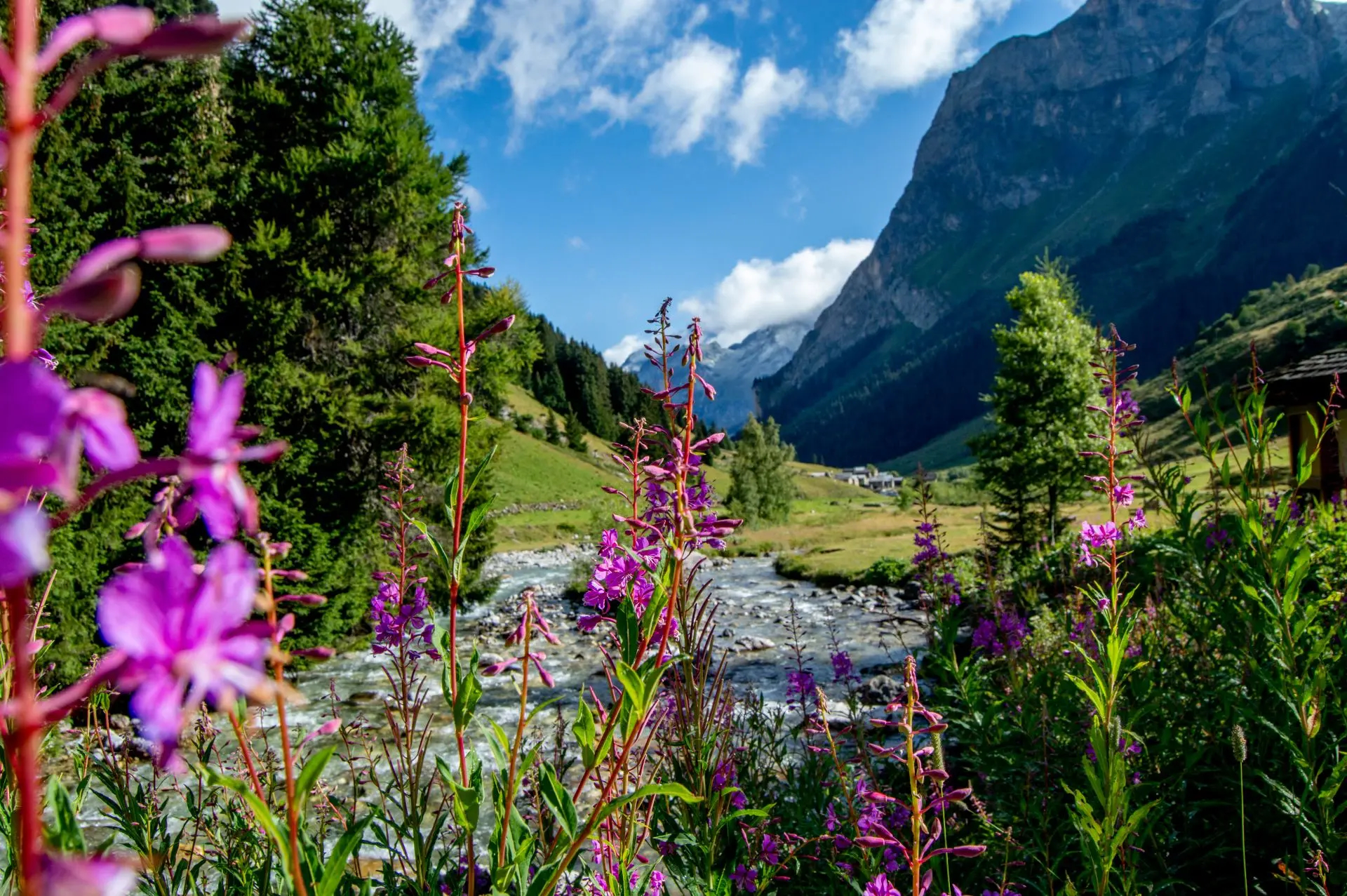 Flore-Épilobe-©MARINA KOKKELINK-07.08.23-Office-de-Tourisme-de-Pralognan-la-Vanoise Flore-Épilobe-©MARINA KOKKELINK-07.08.23-Office-de-Tourisme-de-Pralognan-la-Vanoise
