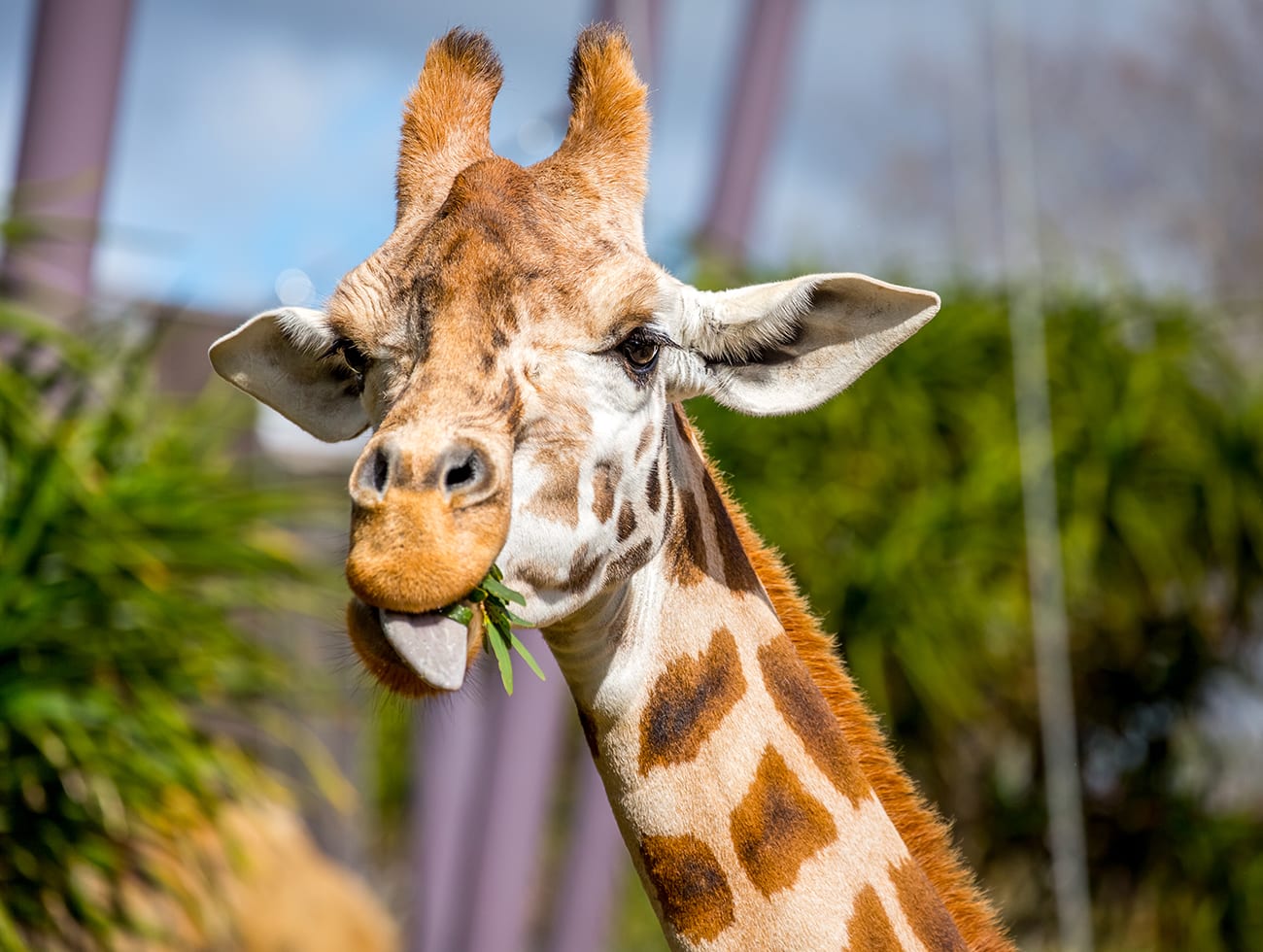 RFA zoo giraffe