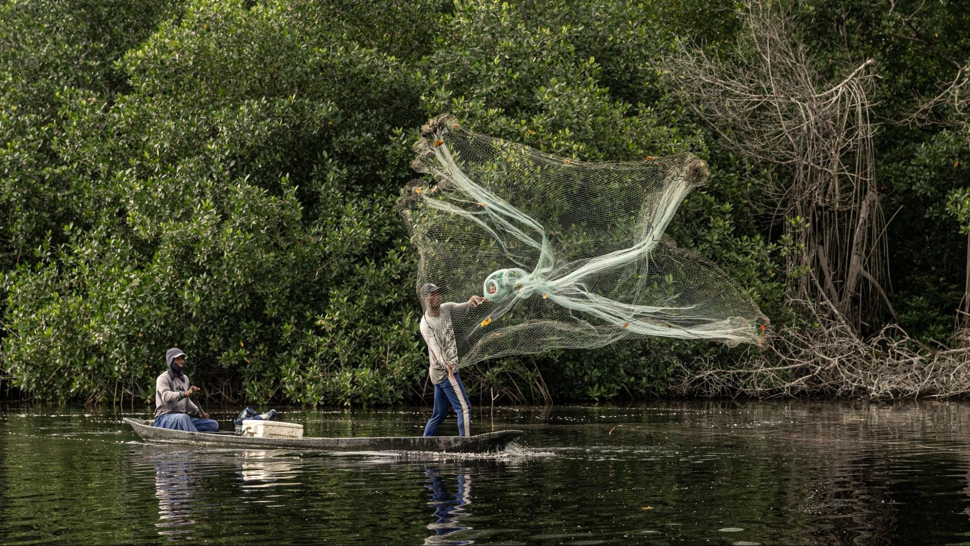 The Vida Manglar Blue Carbon Project