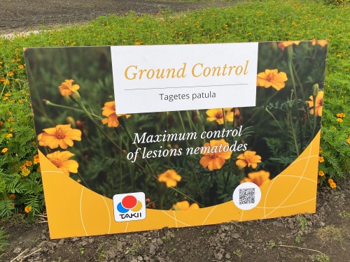 Effective management of harmful nematodes with Tagetes variety 'Ground Control'