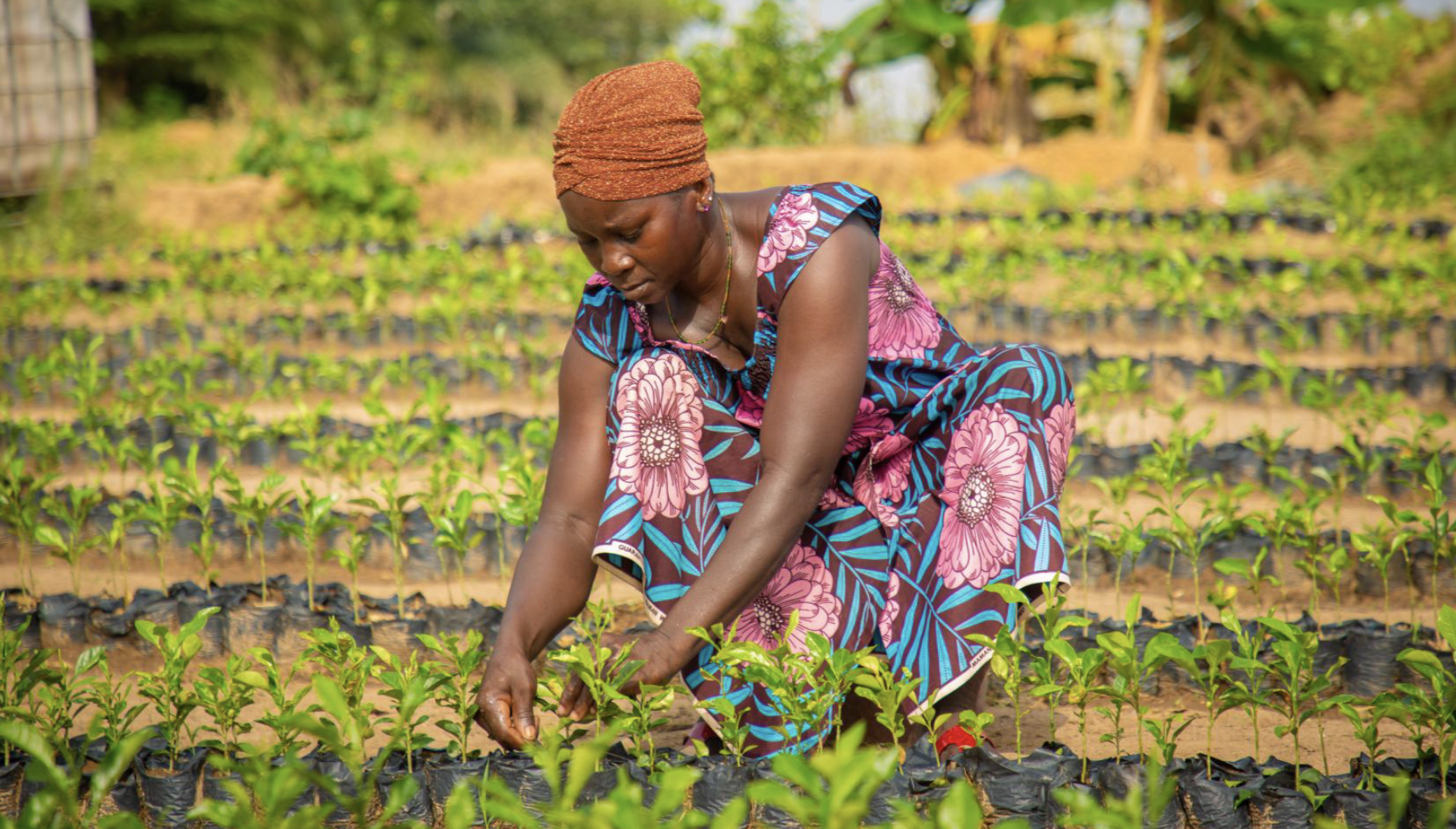 Transformative capital: The role of blended finance in shaping the trajectories of gender- and climate focused impact funds in Sub-Saharan Africa