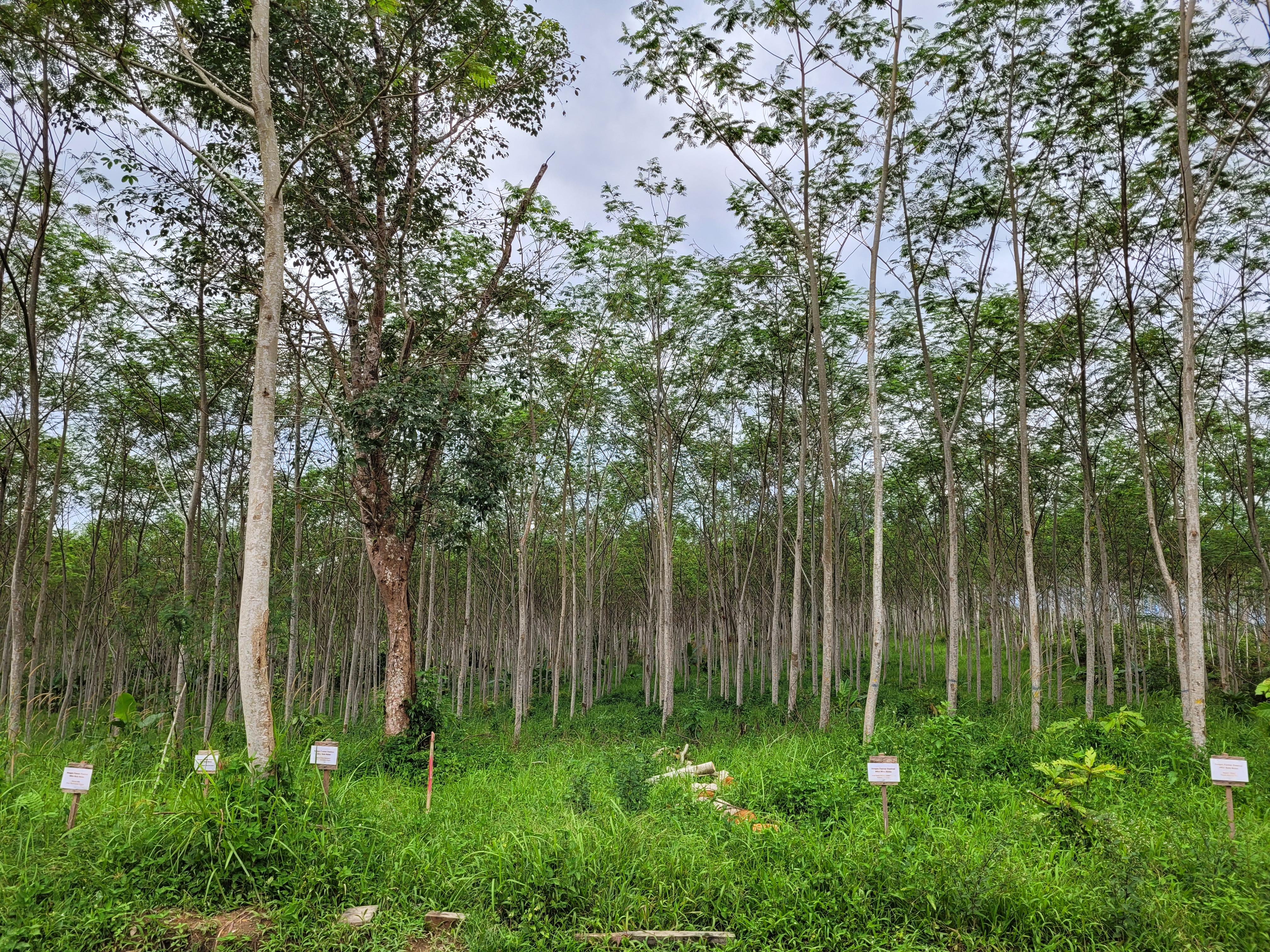 FSF Project Site Timber Plantation 2