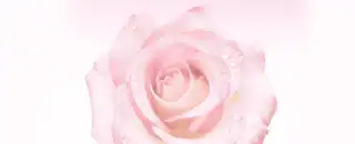 Rosa rosada que representa los ingredientes sensoriales de Pantene