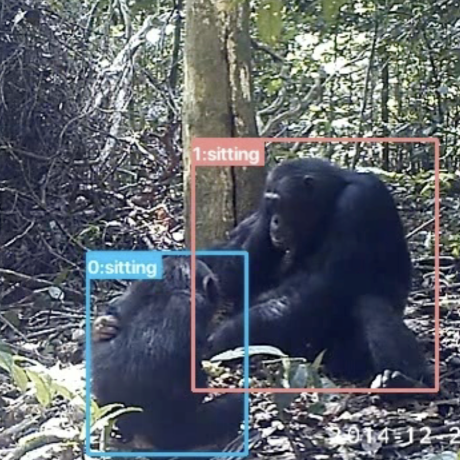 Great Ape Behaviour Recognition