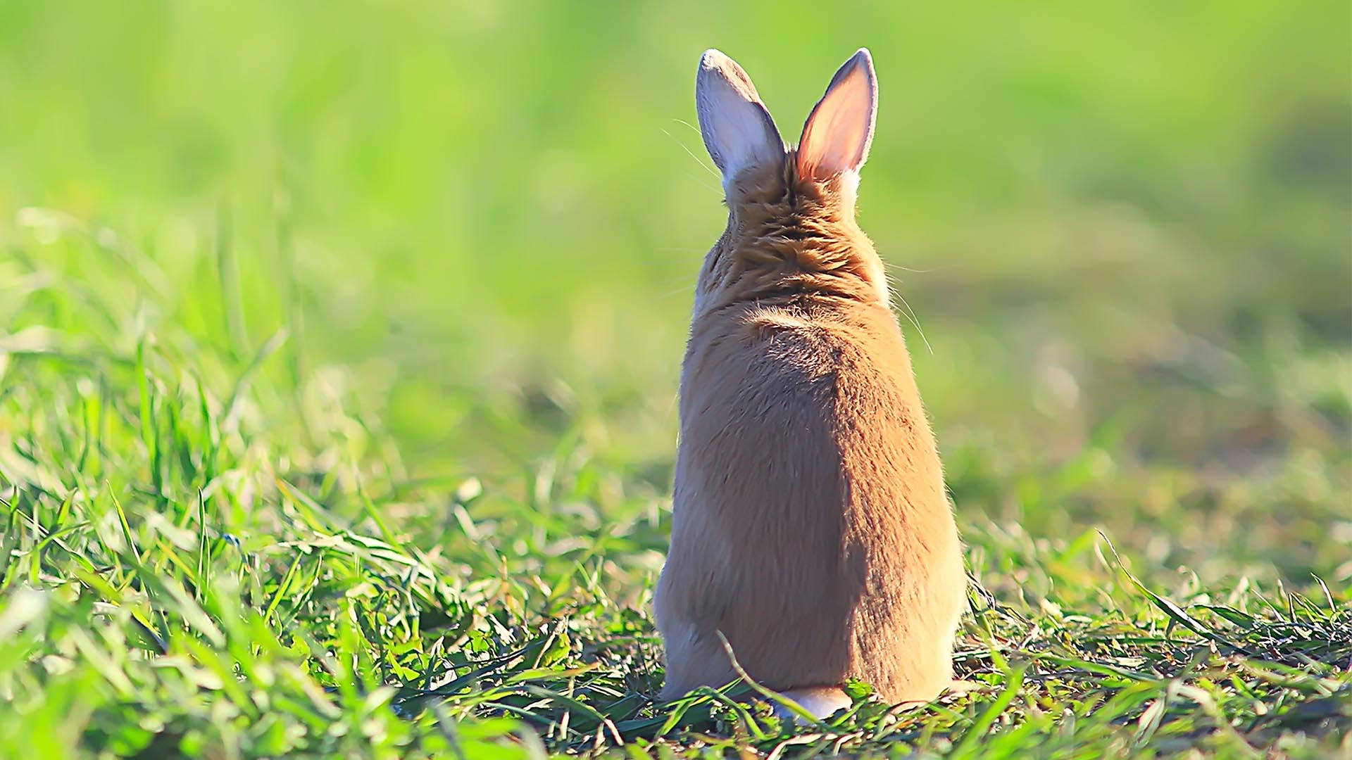 BeCrueltyFree | P&G