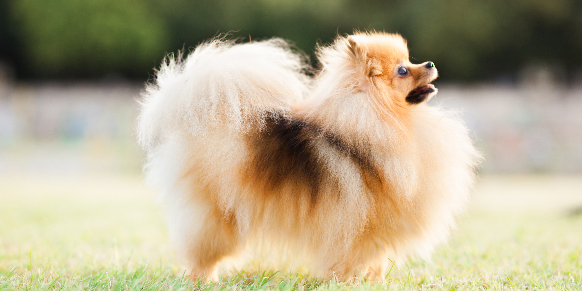 Toy Pomeranian Shedding Do Pomeranians Shed A Lot? The Answer Will Surprise