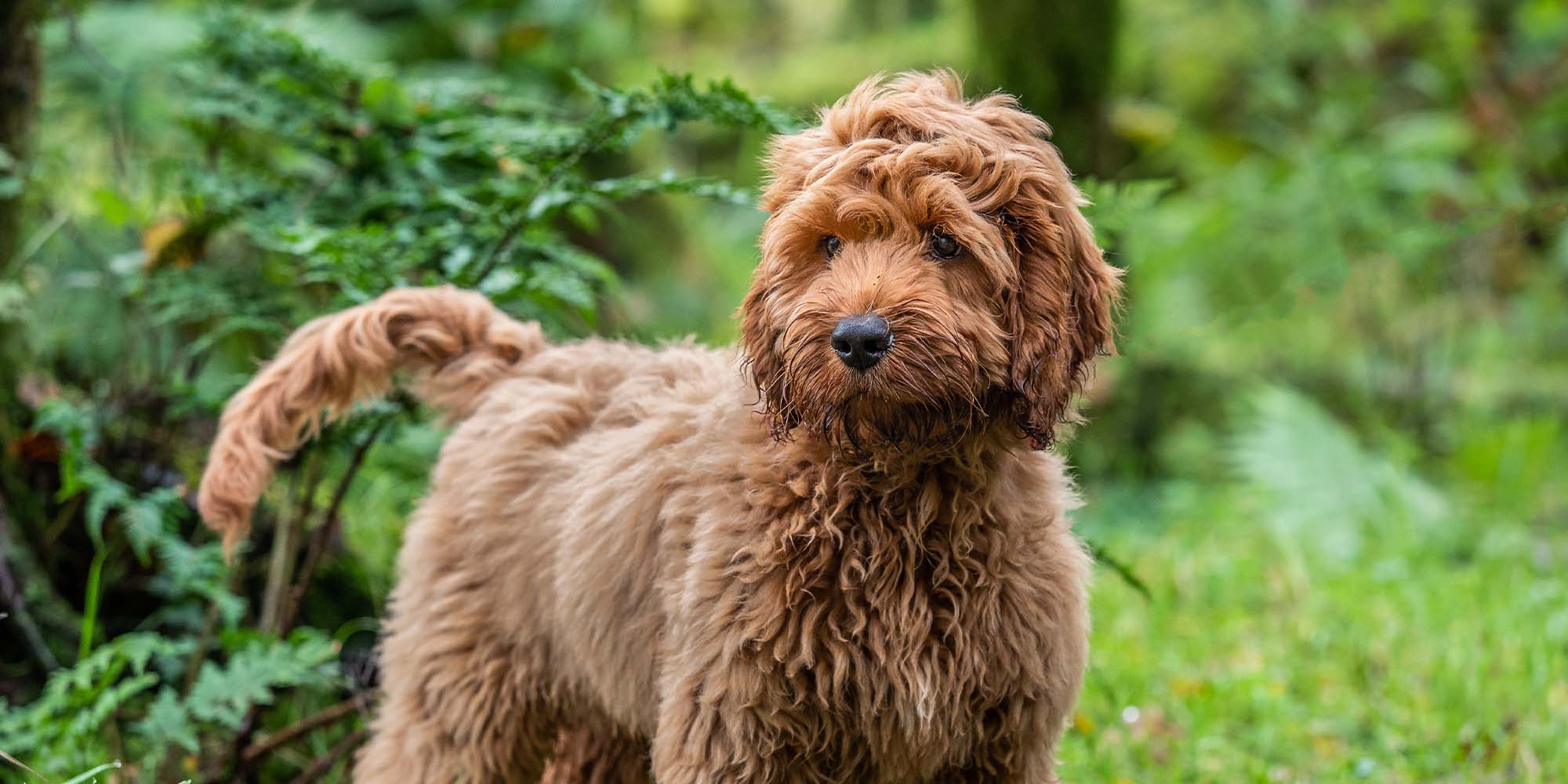 Cute sales cockapoo names