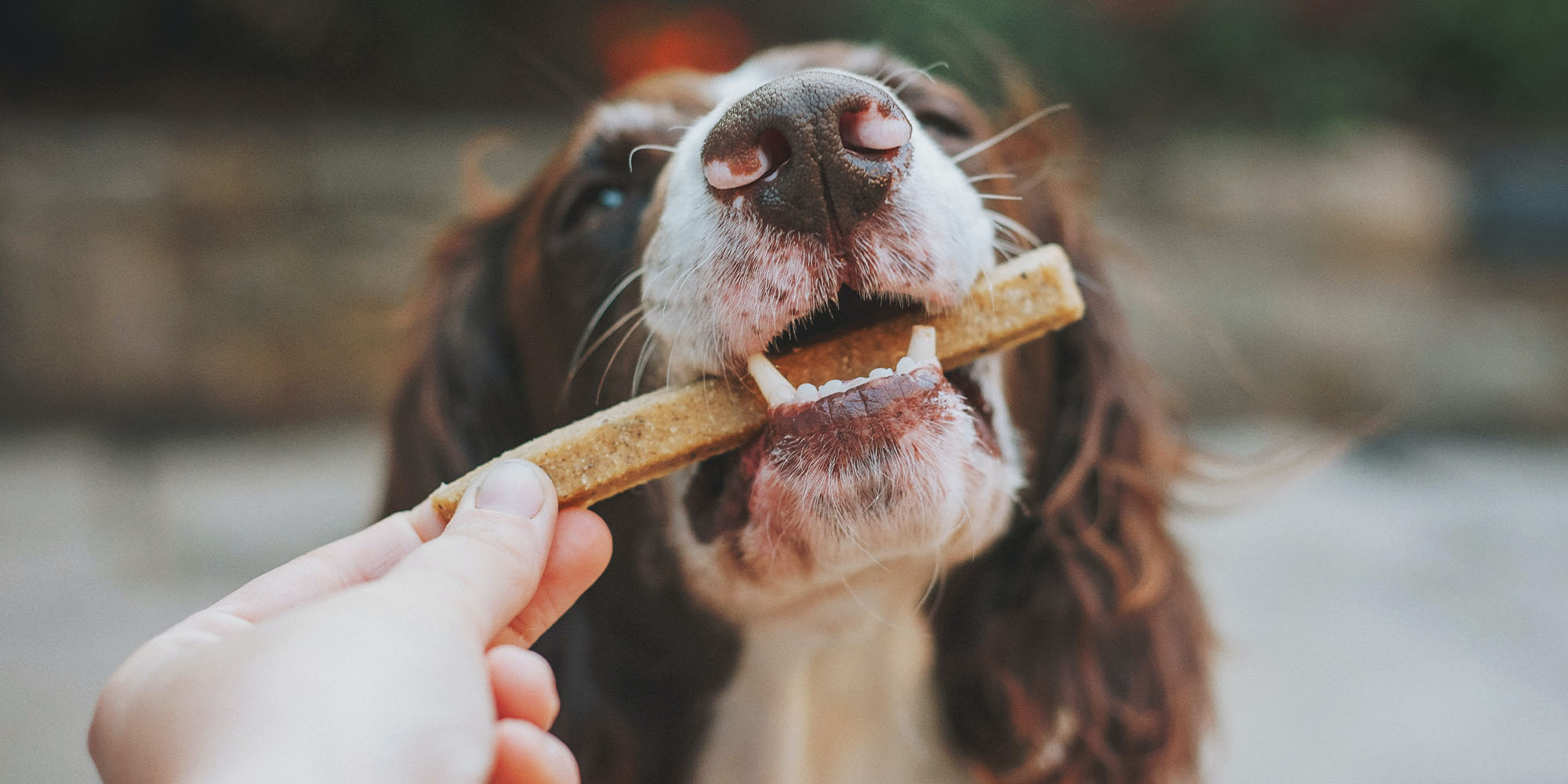 Best natural sales treats for dogs