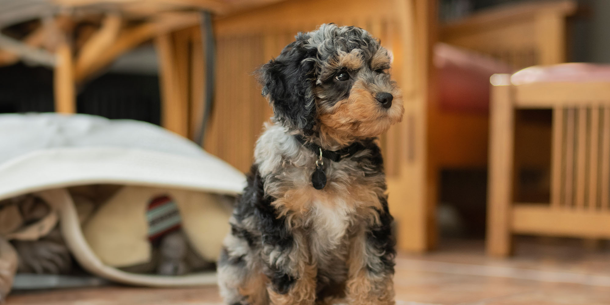 Cute sales cockapoo names