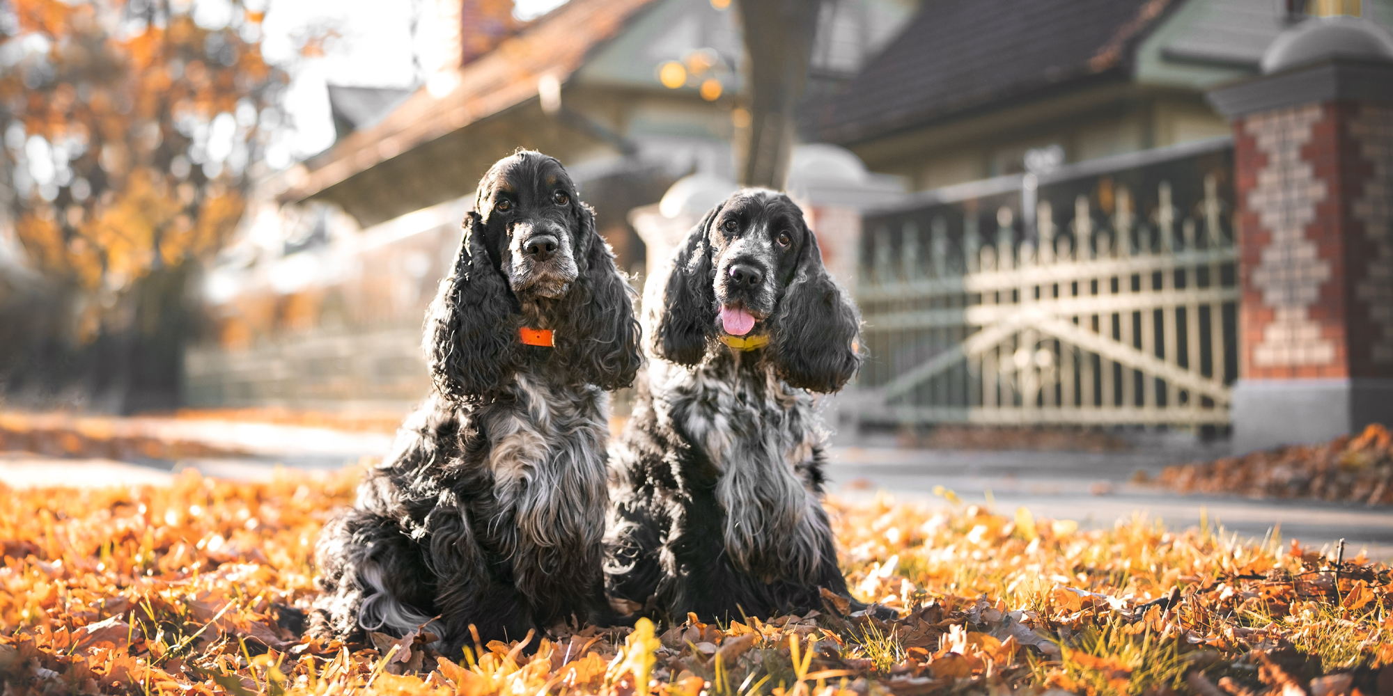 Show fashion spaniels