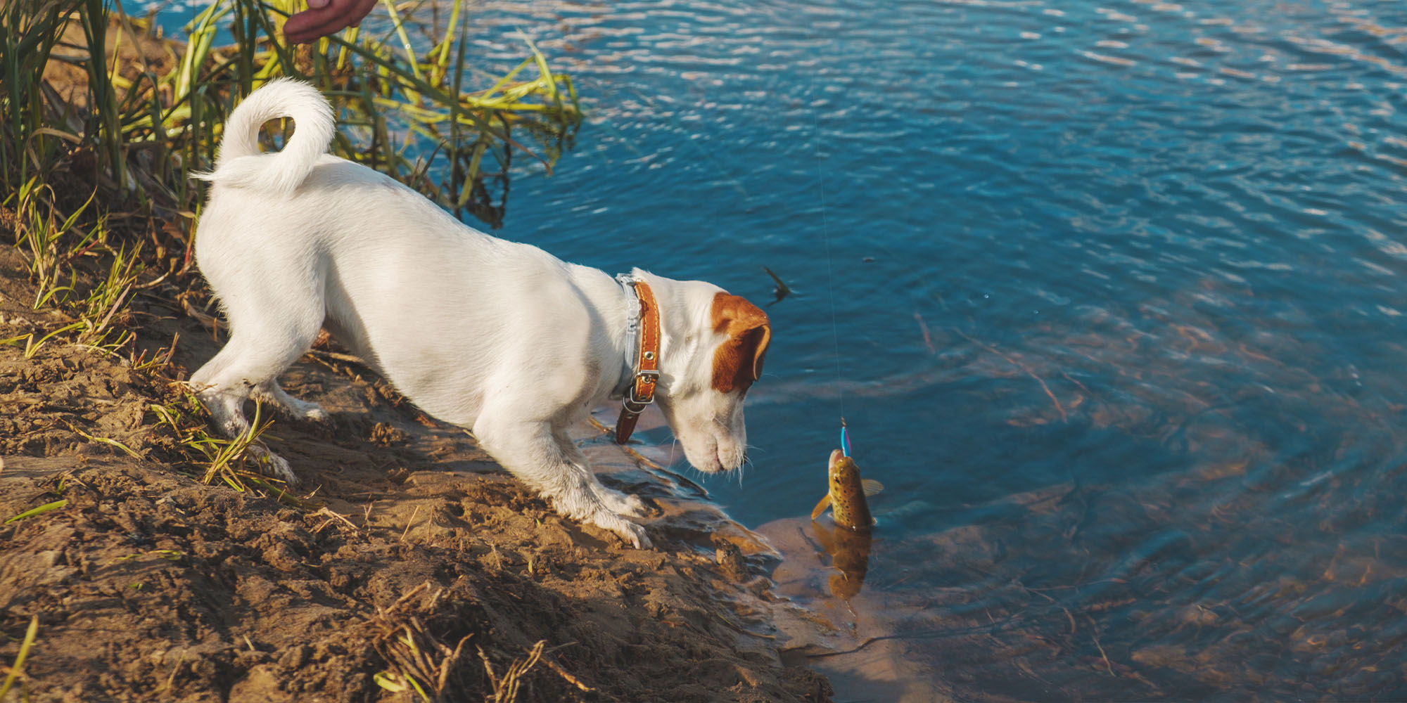 Can dogs eat outlet raw mackerel