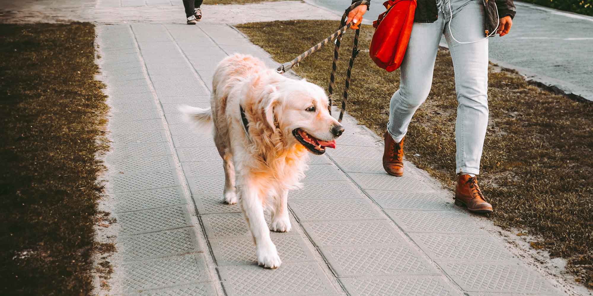 How to train a store dog to ignore other dogs